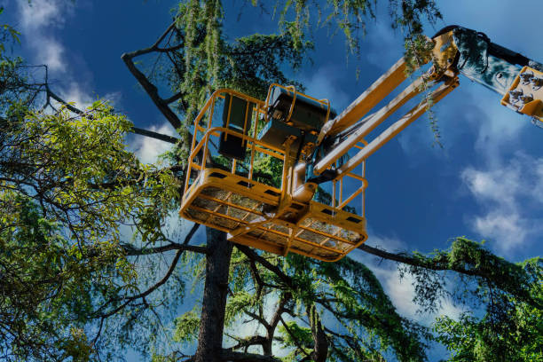 The Steps Involved in Our Tree Care Process in Summerville, SC